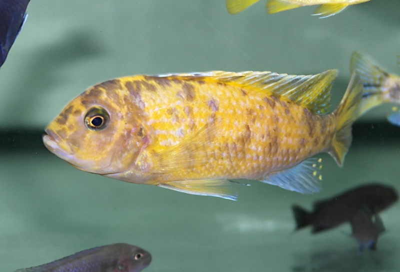 Maylandia sp. 'zebra gold' Nkhata Bay